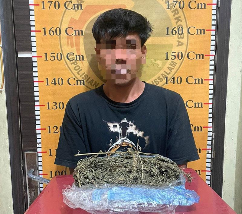 Polisi Ringkus Pria Subulussalam Simpan 900 Gram Ganja Ditumpukan Daun Sawit