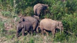Trauma Serangan Gajah Liar, Warga Dua Desa di Kecamatan Leuser Takut Pergi ke Kebun